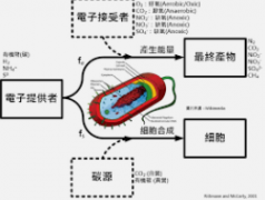 <b>2号站平台好氧、兼氧和厌氧到底有什么不同？</b>