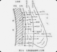 <b>2号站平台注册登录好氧生物膜形成的过程！</b>