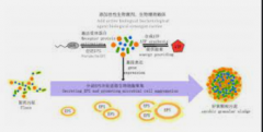 <b>2号站平台待遇污泥浓度（MLSS）对生物脱氮除磷的</b>